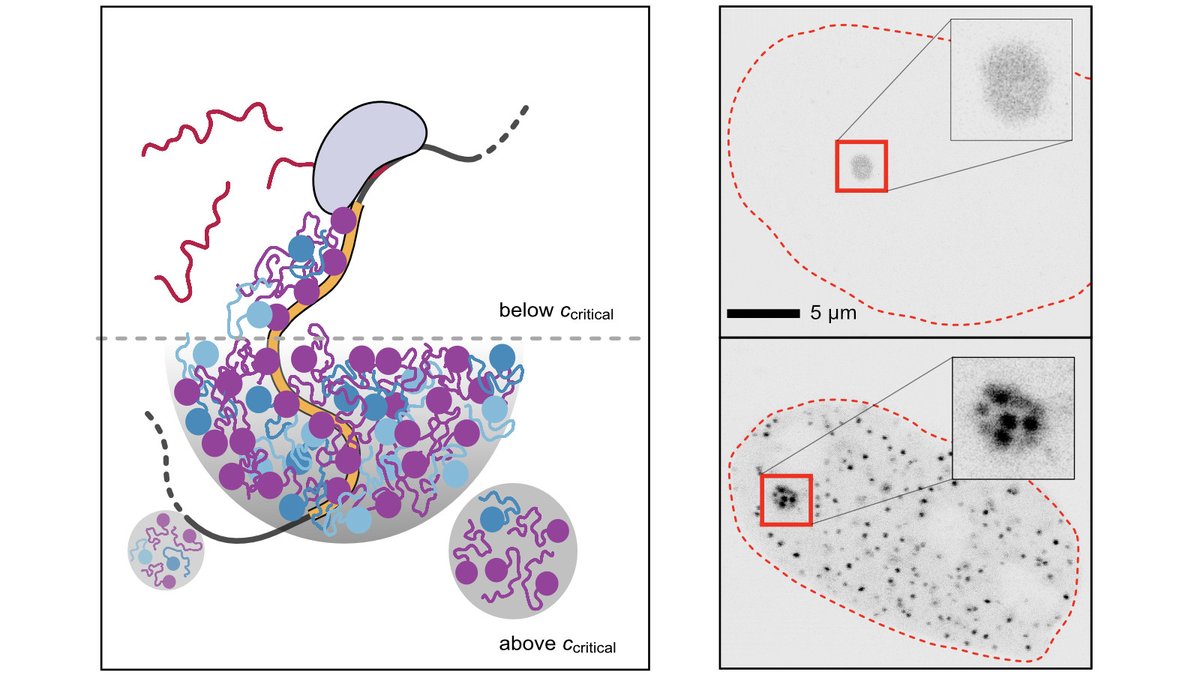 Does the formation of liquid-like transcription factor droplets enhance transcription? Our study headed by <a href="/Jorge_Trojanow/">Jorge Trojanowski</a> and @LukasFrank91 is now out authors.elsevier.com/a/1f2S33vVUPK7… and (among other things) finds no increase in transcription activation if droplets form.
