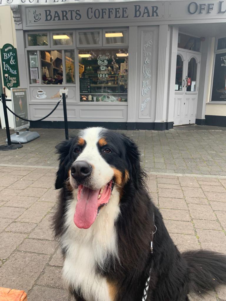 padraig_h's tweet photo. Quickly this has become Wilson’s favorite “walk”. https://t.co/8NIAUgVtWS