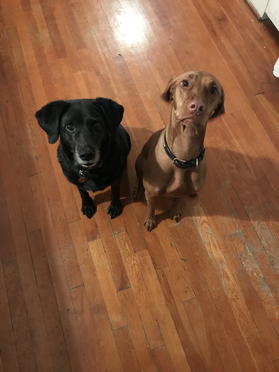 jea2v's tweet photo. @timkmak A dog of peace is a small offering after all you have been sharing, so here are two. https://t.co/LBXnH2gC9E