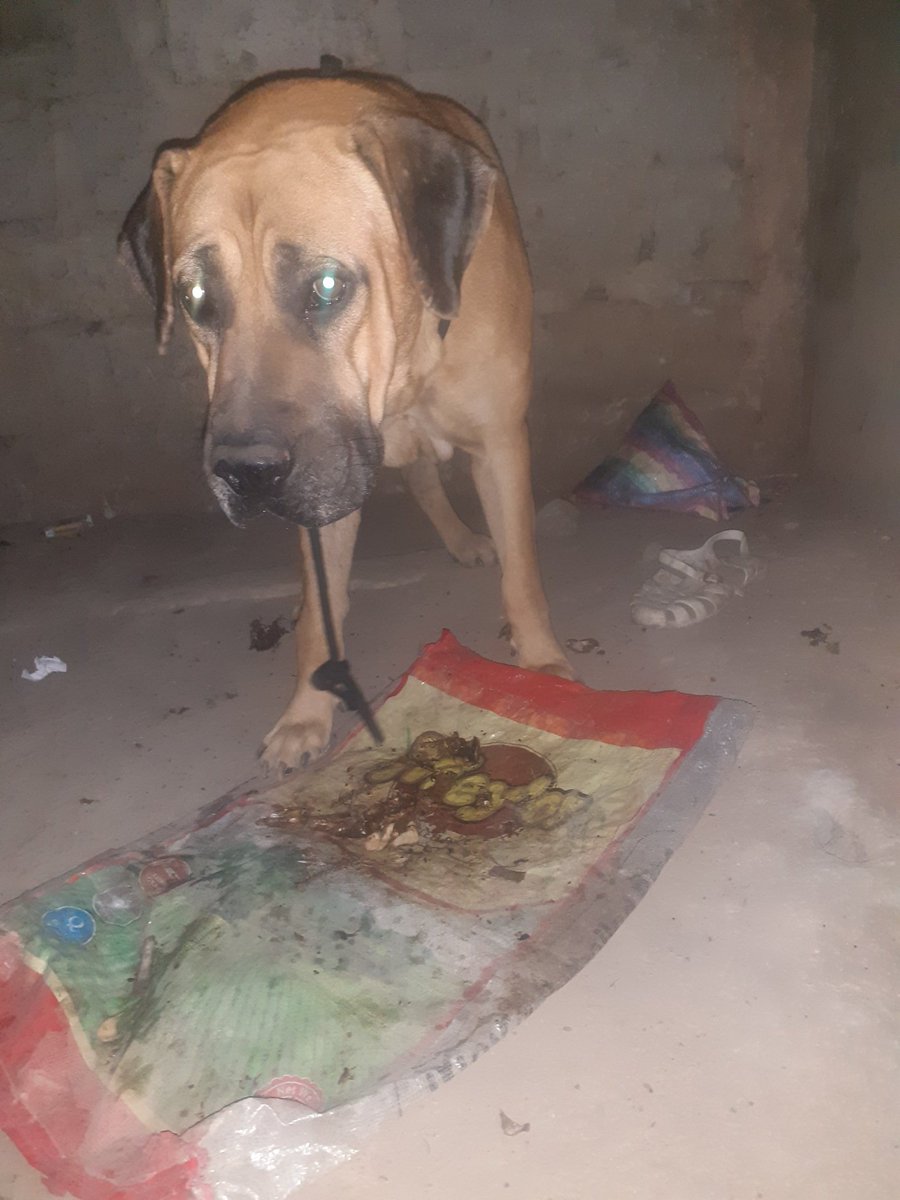 bubabahfulo's tweet photo. Just look my beautiful dog 🐕 an we need something like food to eat https://t.co/UvppwGcFuO