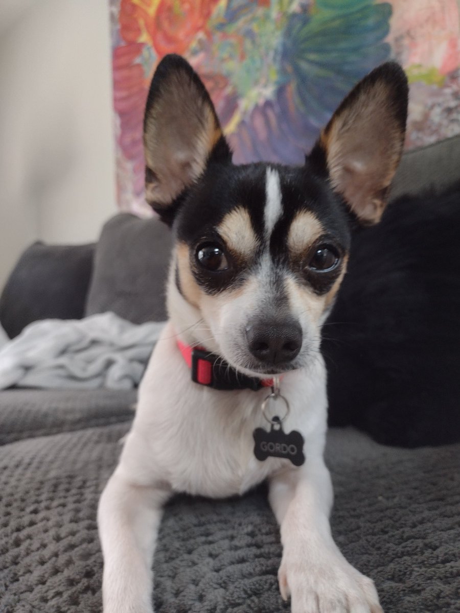 Acidplaydough's tweet photo. You: What kind of dog is he?
Me: He's actually a mix between a weasel and a furby https://t.co/94ipVys9x8