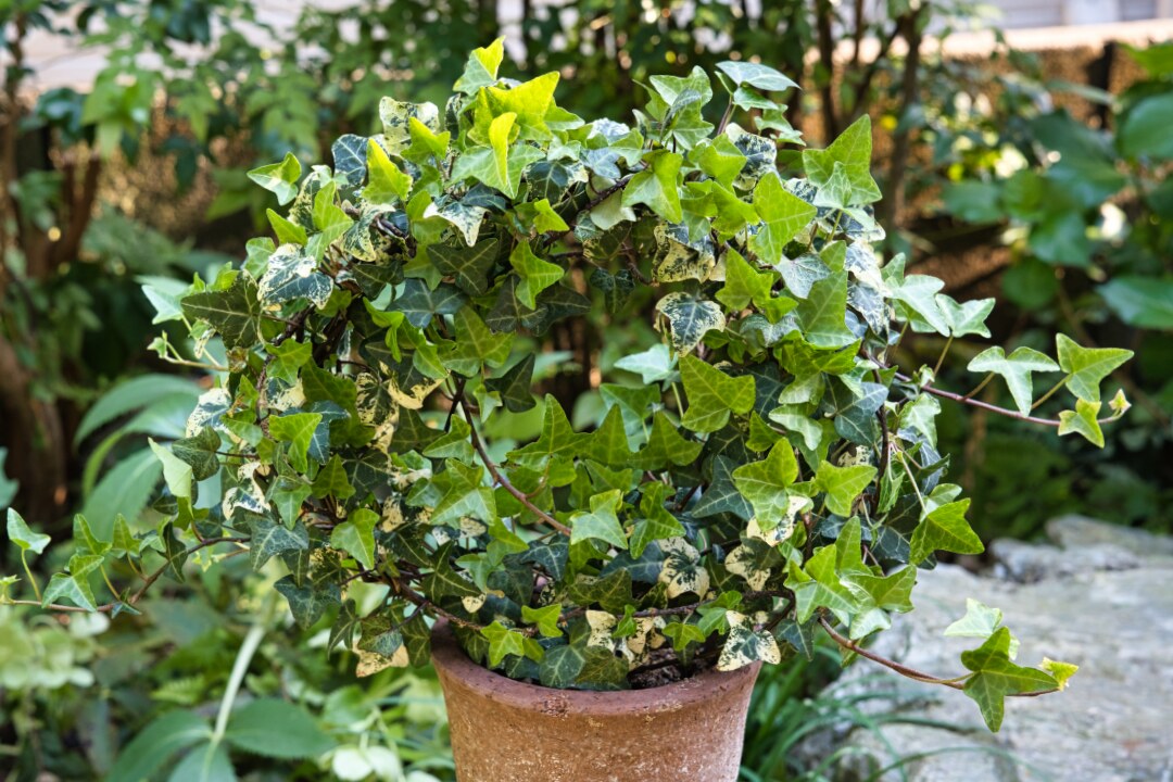 NONOKUCHI's tweet photo. ヘデラ・ヒベルニカ・デルバータ(Hedera hibernica 'Dealbata')です。元々、リング仕立で販売されていたのですが、大分コンモリとしてきました。身近にあった伝市鉢に植え付けてしまいましたが、良い感じに生長しています。
#ヘデラ #Hedera #hibernica #Dealbata https://t.co/3QLzhGELoW