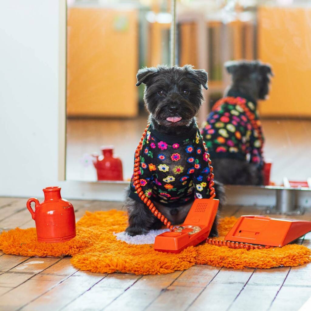 baconthedoggers's tweet photo. Monday called but I don’t wanna pick up 🤪

—
#schnauzer #schnauzersofig #minischnauzer #dogsofcanada #mondaymood #miniatureschnauzersofinstagram #dogclothes #dogfashion #puppiesofig #dogsofinstagram #dogphotography #toronto #torontostudio #weeklyfluf… https://t.co/P6U86xr424 https://t.co/Or98DVCbAG