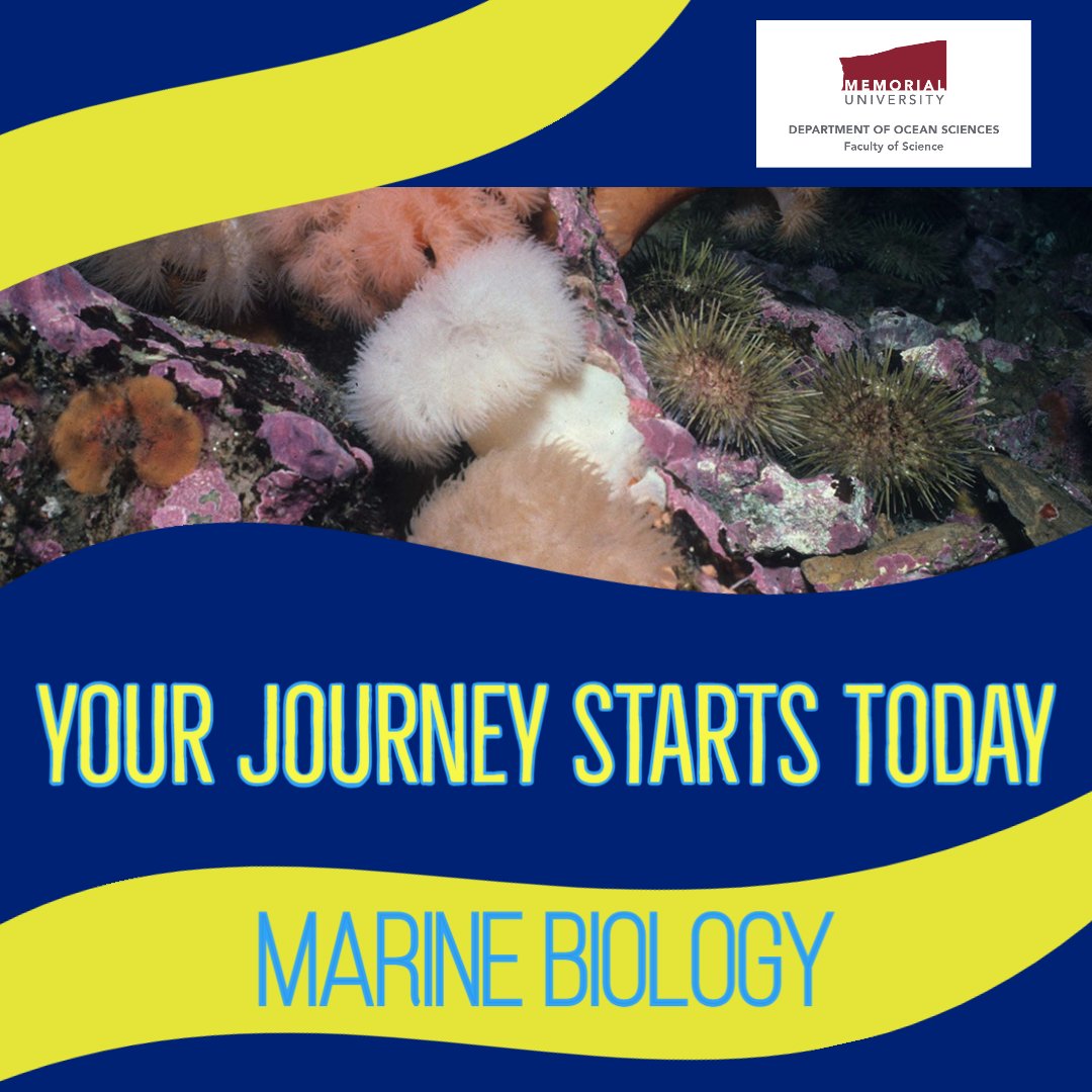 munocean's tweet photo. Are you passionate about oceans? @MemorialU @munocean is where you want to be! We are global leaders in cold-ocean and deep-sea research, education, and engagement. To learn more about our programs visit https://t.co/tUjT5aZ0n6 #marinebiology #oceansystems @MemorialUSci 🌊 https://t.co/4CUaoFZHRl