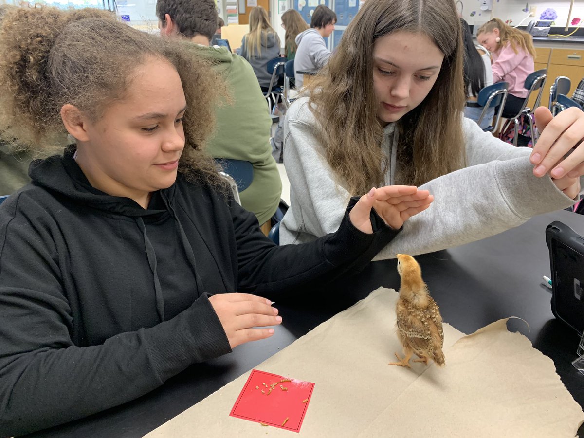 MrsMMurph's tweet photo. 7D students are working on training our chicks to identify colors and shapes. The students are less than impressed with the chicks’ listening skills. 🐥 #everestpride @DCEMS_67 https://t.co/ab3V2zhFzs
