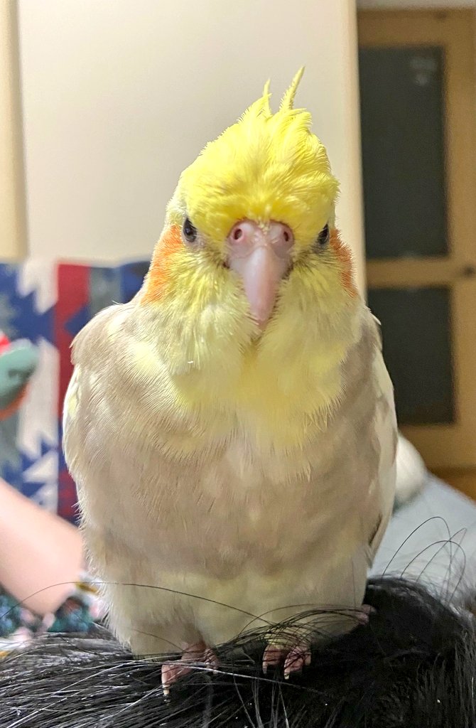 wasizu7masahiko's tweet photo. 🔶#拡散希望🔶
よろしくお願いします🐥🙏#迷子インコ #迷子鳥
❇️名前『アラレ🐥ちゃん』
⭕#オカメインコ
⭕顔⇒黄色🍋
体⇒白+シルバーの斑模様😳
⭕ベランダから飛んで行きましたo(T□T)o
⭕兵庫県 #神戸市垂水区 から迷子😢
⭕令和4年3月9日以降行方不明😭
#どんな些細な情報でもお願いします🙏 https://t.co/jr78SNa3vO