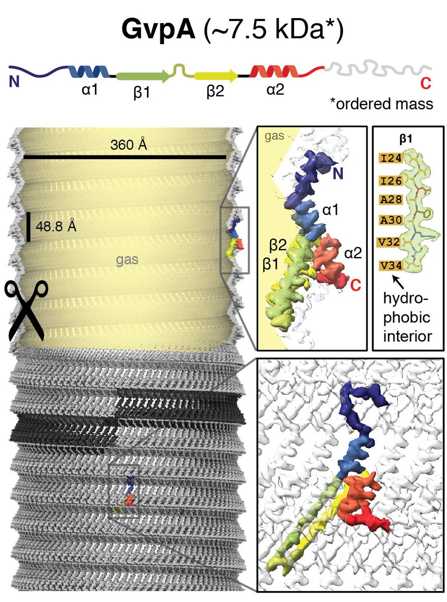 Stefan Huber (@stefan_t_huber) on Twitter photo (1/10)
Excited to share our cryo-EM structure of gas vesicles, providing buoyancy to microbes (and recently also genetically encoded ultrasound contrast to scientists)! tinyurl.com/4hfy6x59
Congrats to everone involved: <a href="/CryoTUD/">Jakobi Lab 🇳🇱🇵🇹🇿🇦🇫🇷🇩🇪🇬🇷🇮🇳🇮🇹🇻🇳</a>, Wiel Evers, Dion Terwiel, <a href="/DMarescalab/">David Maresca</a>. (1/10)
Excited to share our cryo-EM structure of gas vesicles, providing buoyancy to microbes (and recently also genetically encoded ultrasound contrast to scientists)! tinyurl.com/4hfy6x59
Congrats to everone involved: <a href="/CryoTUD/">Jakobi Lab 🇳🇱🇵🇹🇿🇦🇫🇷🇩🇪🇬🇷🇮🇳🇮🇹🇻🇳</a>, Wiel Evers, Dion Terwiel, <a href="/DMarescalab/">David Maresca</a>.