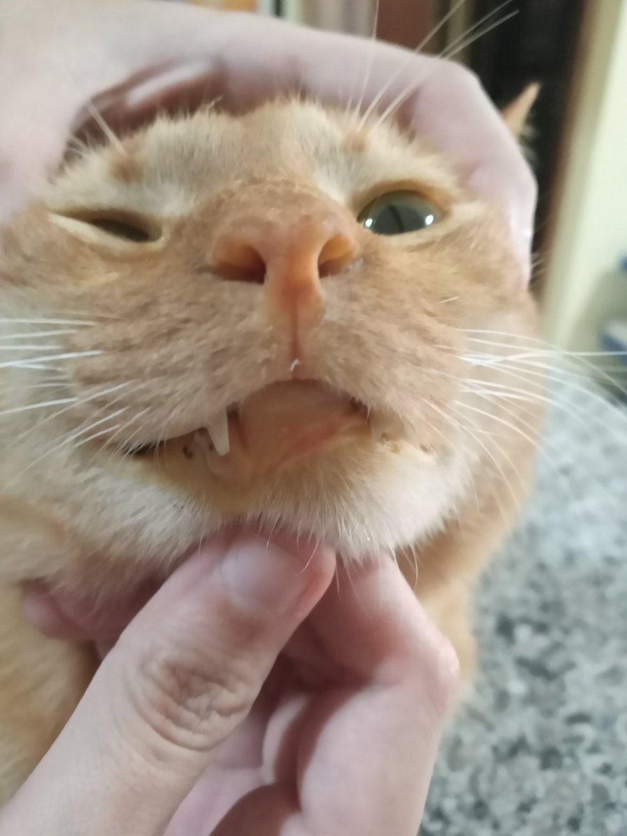 hsgnoid's tweet photo. oi, eu sou leo e esse nas fotos é meu gatinho lulu. ele começou a apresentar esses amarelados nos olhos, orelhas, boca e pele de sabado pra cá e eu tô bastante aflito pois sei que tenho que levar ele urgentemente ao veterinário. sou estudante e não trabalho, e meus pais + https://t.co/Ks0l9Hv98o