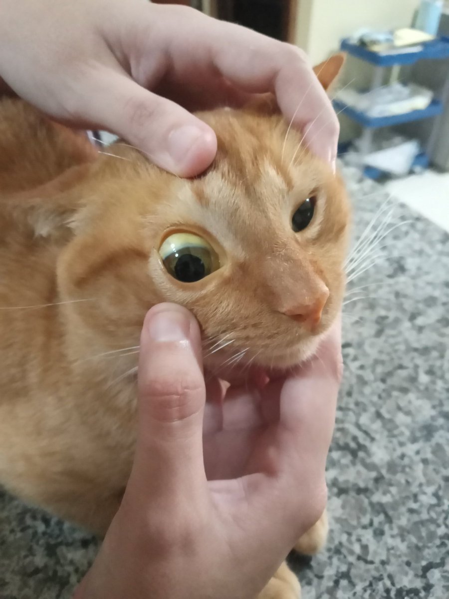hsgnoid's tweet photo. oi, eu sou leo e esse nas fotos é meu gatinho lulu. ele começou a apresentar esses amarelados nos olhos, orelhas, boca e pele de sabado pra cá e eu tô bastante aflito pois sei que tenho que levar ele urgentemente ao veterinário. sou estudante e não trabalho, e meus pais + https://t.co/Ks0l9Hv98o