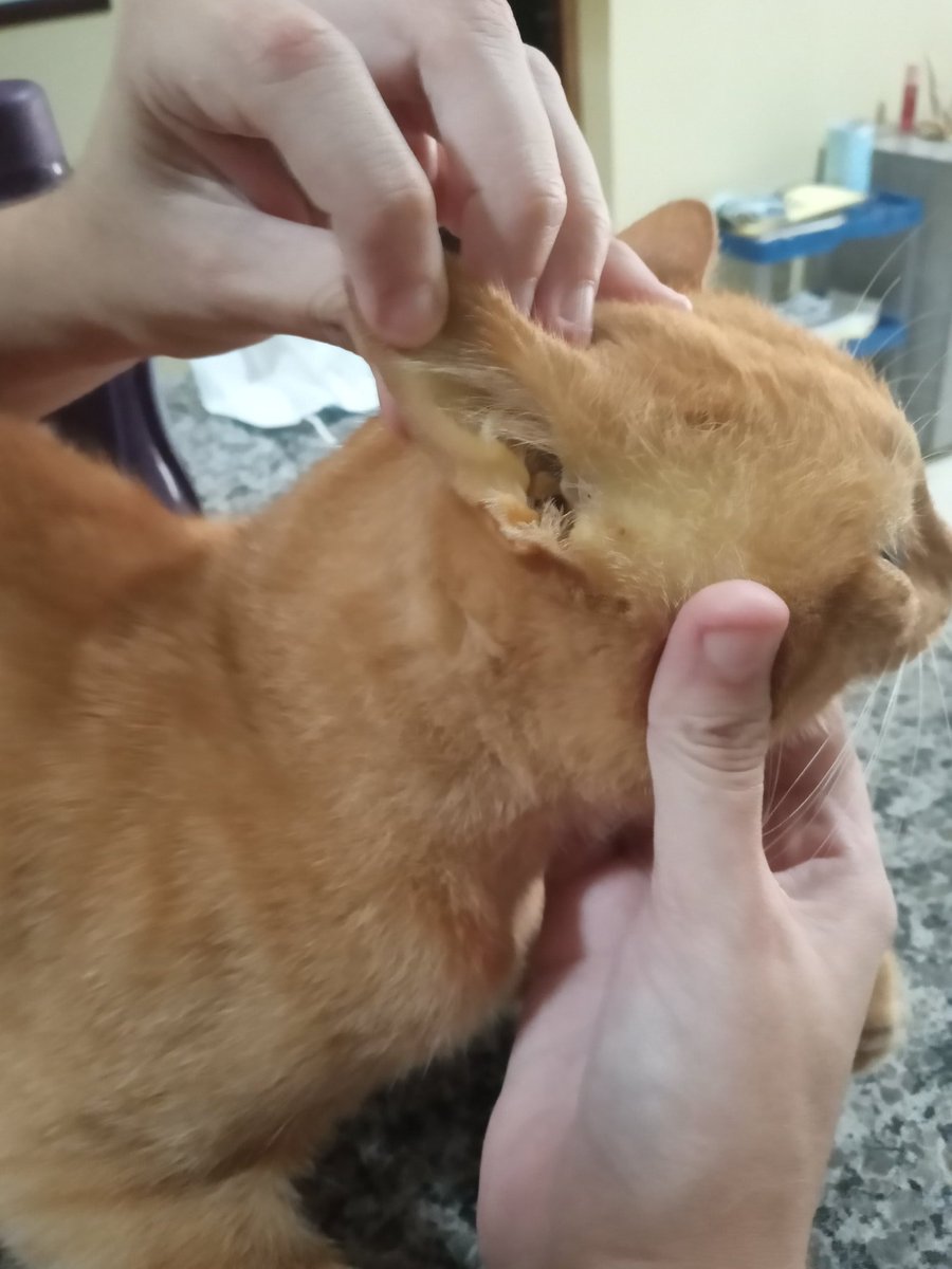 hsgnoid's tweet photo. oi, eu sou leo e esse nas fotos é meu gatinho lulu. ele começou a apresentar esses amarelados nos olhos, orelhas, boca e pele de sabado pra cá e eu tô bastante aflito pois sei que tenho que levar ele urgentemente ao veterinário. sou estudante e não trabalho, e meus pais + https://t.co/Ks0l9Hv98o