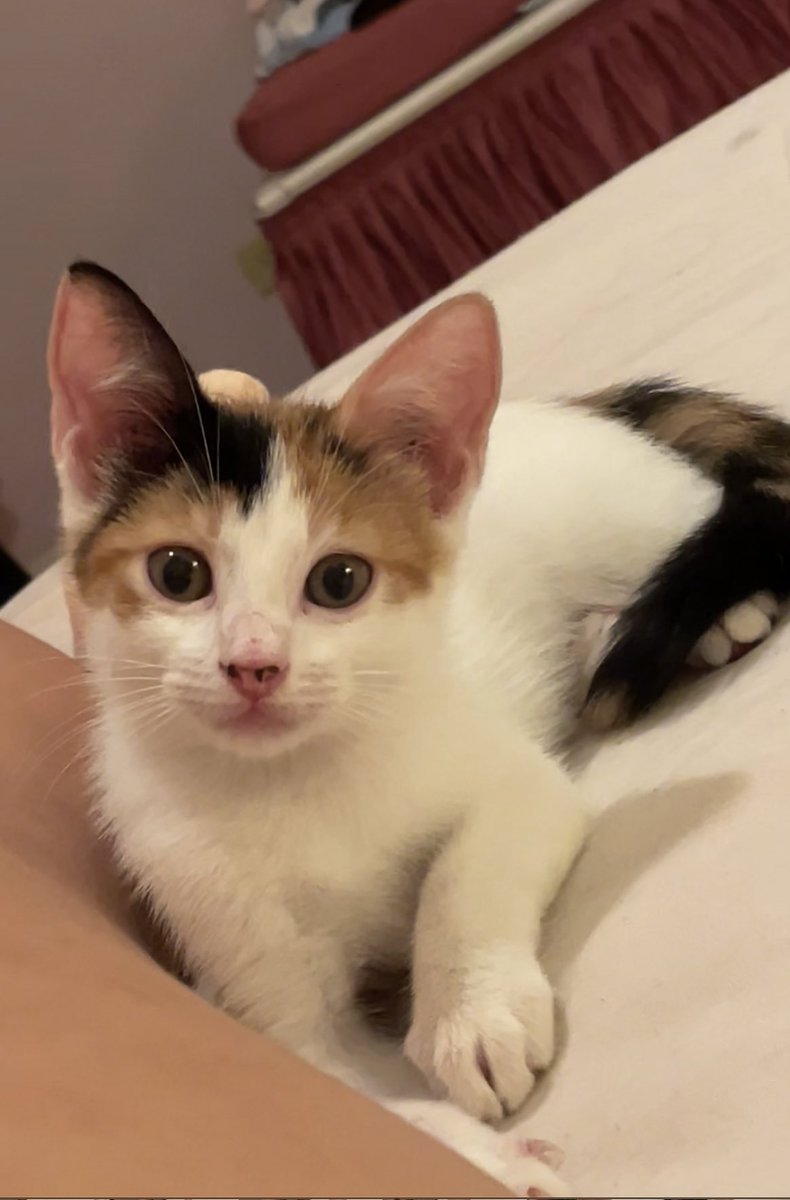 anagdib's tweet photo. Ayer rescatamos una gatica y por mas que me encantaría quedármela ahorita no podemos, porfa si saben de alguien que quiera y pueda adoptarla 🥹🙏🏼 es un amor, muy juguetona y sabe usar su caja de arena y comer sola💘💘
Estoy en Maracaibo! Favor difundir https://t.co/rwy21yRywu