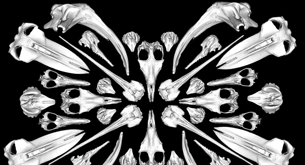 Dr Ellen Coombs tweet media