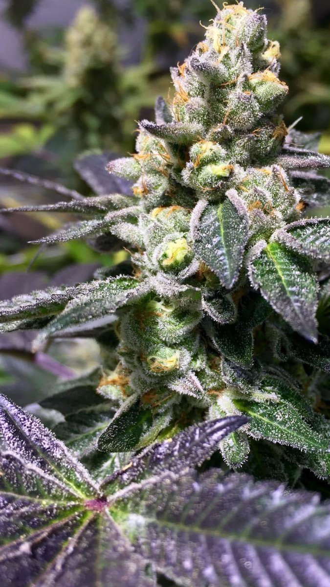 way2heady's tweet photo. ~GIRL SCOUT COOKIE~๐ช
#forumcut
@cookiesglobal
@berner415
@Pieguy420
@SFluxCapacitor
@jigga_415
#cleancannabis #cloneonly
#CannabisCommunity #Mmemberville #way2heady https://t.co/1ybJ6pjzT8
