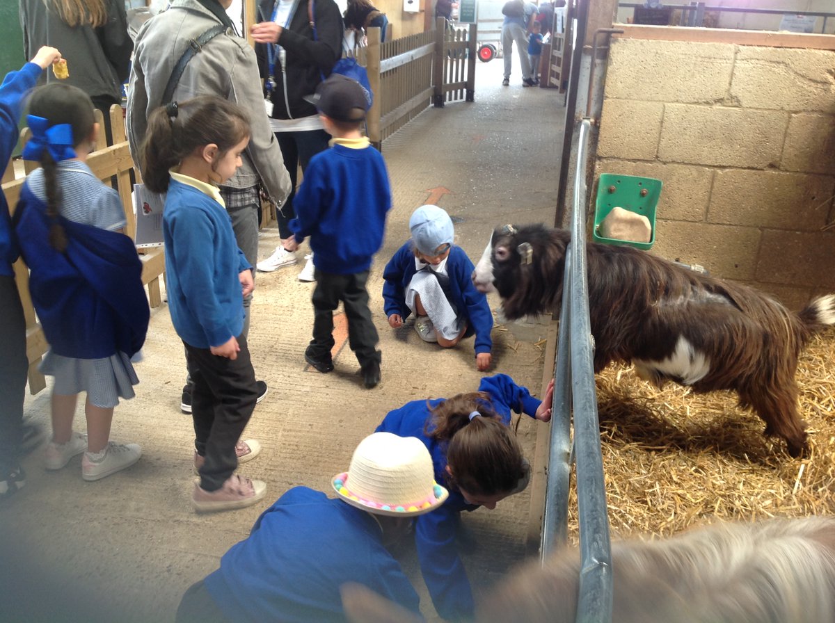 WCPSY1's tweet photo. Year 1 had a lovely time on the trip to Odds Farm today. They watched the cows being milked, pet the rabbits and fed the goats and sheep. They used their knowledge of animal classifications to sort the farm animals. @WexhamPS https://t.co/gnLPSyc4Jf