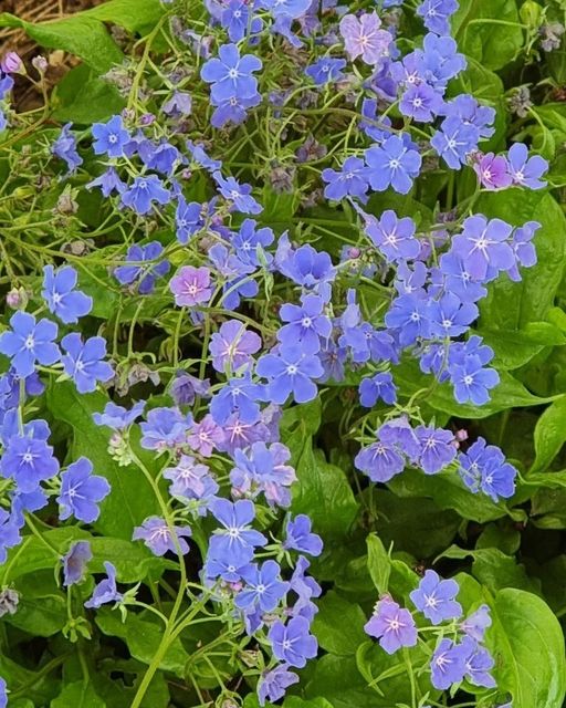 PaigntonZoo's tweet photo. This week's #PlantoftheWeek is the omphalodes cappadocica 'Cherry Ingram'. These small bushy plants produce striking blue flowers in the Spring. They are closely related to forget-me-nots. 🌼 

You can spot them in flower near to Crocodile Swamp! 🐊

#SpringintoNature https://t.co/SPuxZ4Y1Vn