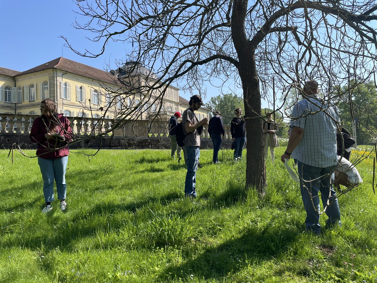 HOH_Herbarium's tweet photo. #BotanyMonday important #crops like wheat, corn and sugarcane are #grasses our #AgrarBiologie students are excellent at #plantidentification and they were today at the Botanic Garden of @UniHohenheim at #grassID it is not only beautiful but an open air classroom as well #Botany https://t.co/6Elnj81Xvk