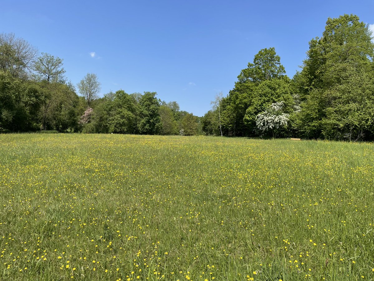 HOH_Herbarium's tweet photo. #BotanyMonday important #crops like wheat, corn and sugarcane are #grasses our #AgrarBiologie students are excellent at #plantidentification and they were today at the Botanic Garden of @UniHohenheim at #grassID it is not only beautiful but an open air classroom as well #Botany https://t.co/6Elnj81Xvk
