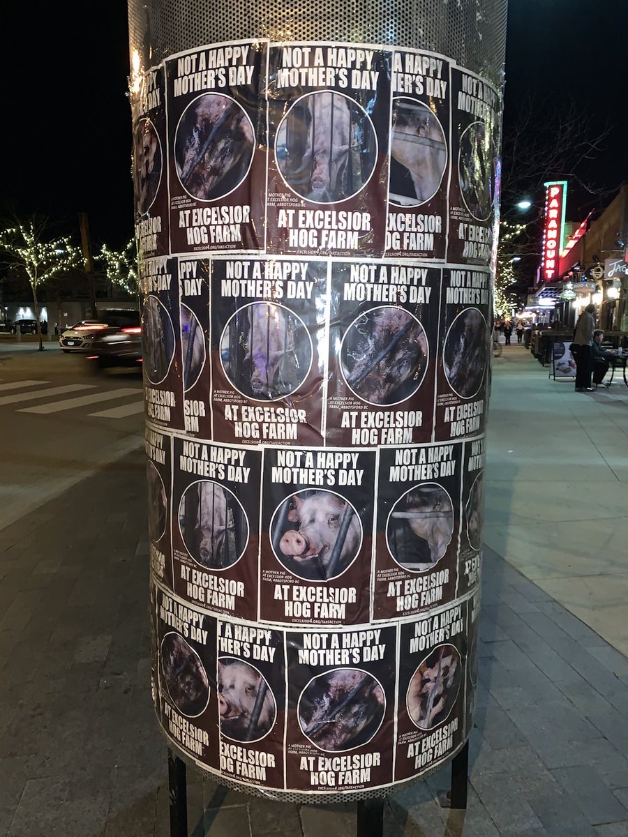 AnimalJustice's tweet image. On #MothersDay, hundreds of posters were plastered in cities across BC to highlight the sickening cruelty to mother pigs that animal advocates documented at Excelsior Hog Farm in Abbotsford. #Excelsior4