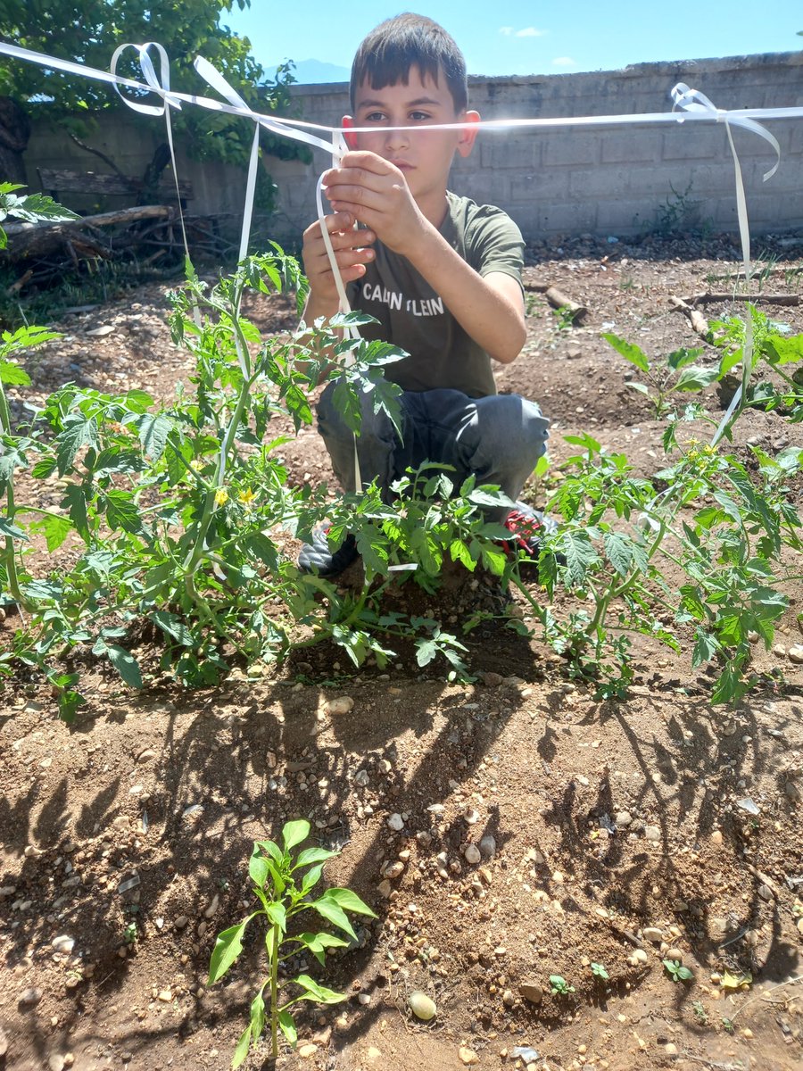 ZaferSargl2's tweet photo. Nisan ayı içinde planladığımız "Üretim ve Tasarım "temalı çalışmamızın üretim ayağı sonuç verdi. Bahçenin yapımından sulanmasına kadar tüm işler öğrencilerim tarafından yapıldı. 
@Seydikemer_MEM @SanFerah https://t.co/eARlnpKu3v