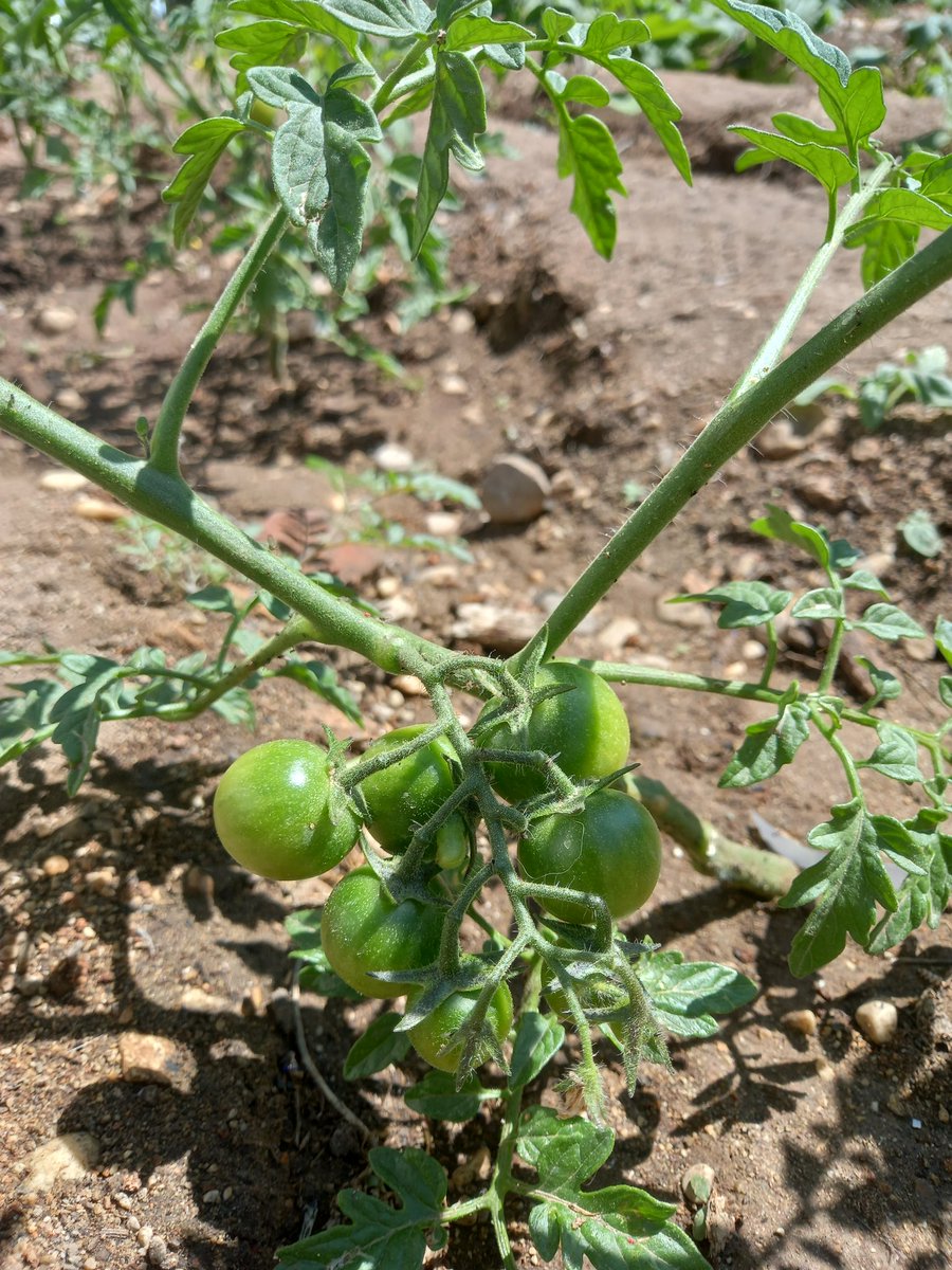 ZaferSargl2's tweet photo. Nisan ayı içinde planladığımız "Üretim ve Tasarım "temalı çalışmamızın üretim ayağı sonuç verdi. Bahçenin yapımından sulanmasına kadar tüm işler öğrencilerim tarafından yapıldı. 
@Seydikemer_MEM @SanFerah https://t.co/eARlnpKu3v
