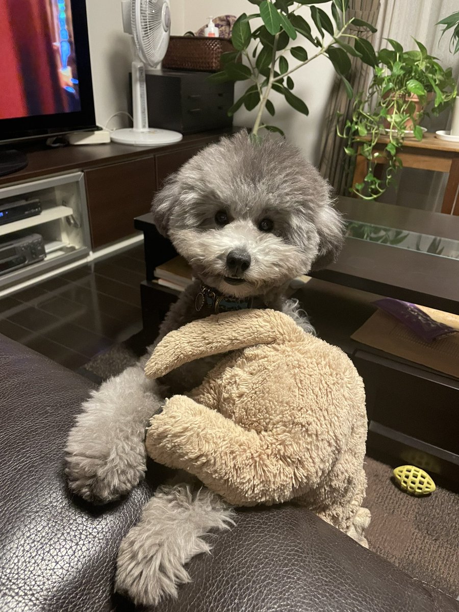 うちの犬です。もうすぐ一歳。先代犬のトイプーを11歳で失くしてしまい、飼い主が寂しくて堪らず二代目を迎えてしまいました。犬と暮らすのはこの子が最後だな。精一杯かわいがります。