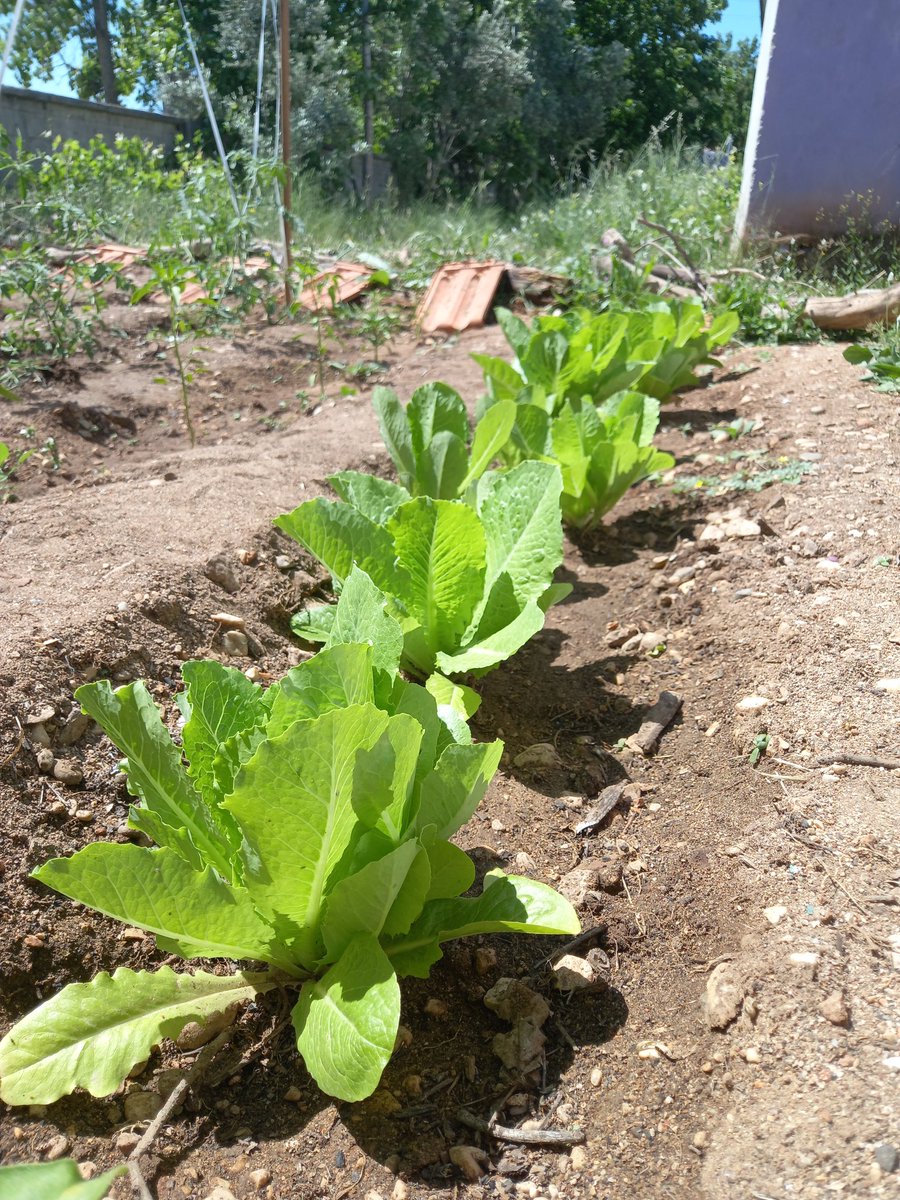 ZaferSargl2's tweet photo. Nisan ayı içinde planladığımız "Üretim ve Tasarım "temalı çalışmamızın üretim ayağı sonuç verdi. Bahçenin yapımından sulanmasına kadar tüm işler öğrencilerim tarafından yapıldı. 
@Seydikemer_MEM @SanFerah https://t.co/eARlnpKu3v