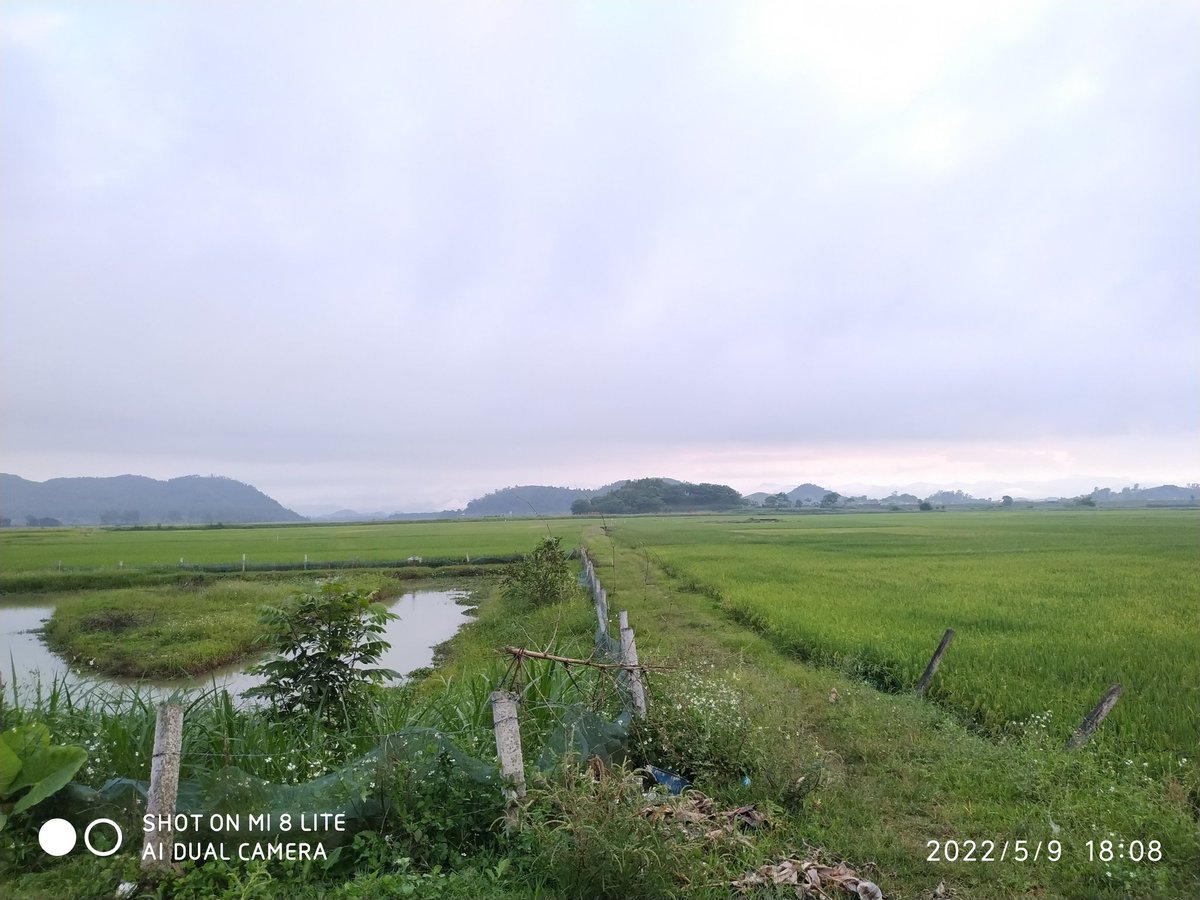 tpdlnguyenchinh's tweet image. Peace