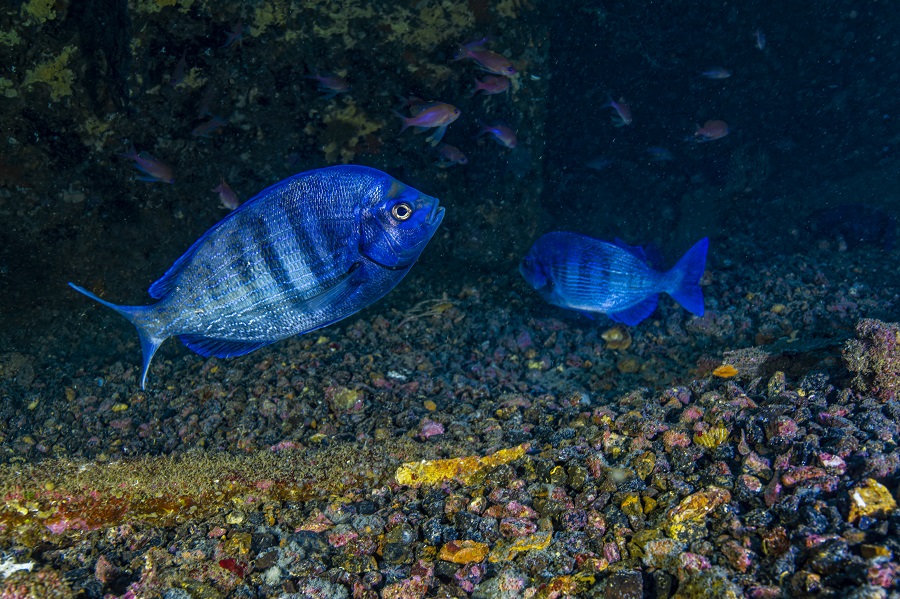 Pourquoi ces dorades grises sont-elles bleues ? La réponse en vidéo : plongez.fr/elles-voient-l…