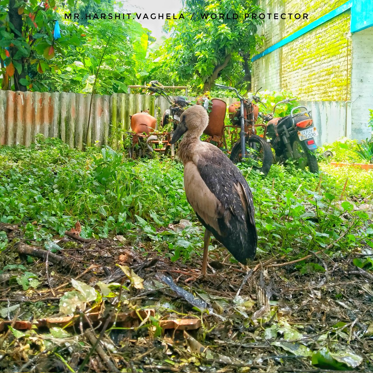 vaghelaharshit7's tweet photo. “The bird who dares to fall is the bird who learns to fly.”
#juvenile #openbilledstork #openbill #stork #green #feather #conservation #worldprotector #birdlover #Mission_of_world_protection #Discover_of_Harshit_Vaghela #Birdstogetherstrong #birdwatching #birdphotography #bird https://t.co/VZQwk4dz16