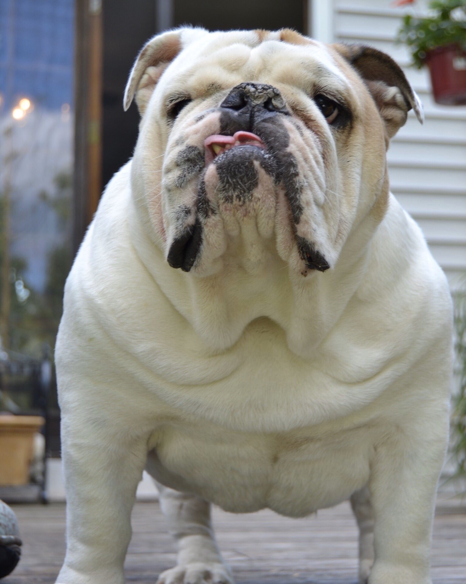 Cute Fat Bulldog Online Retailer