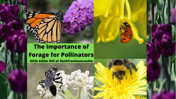 HeritageIreOPW's tweet photo. Join @Rathfarnham Castle for a fascinating talk by Eddie Hill on the importance of forage for pollinators.
Admission to this talk is free.
For more information on this and upcoming events check out
https://t.co/kj6HH7H6F4
#InYourNature #KeepDiscovering #VisitForFree https://t.co/BiDsaQcKFl