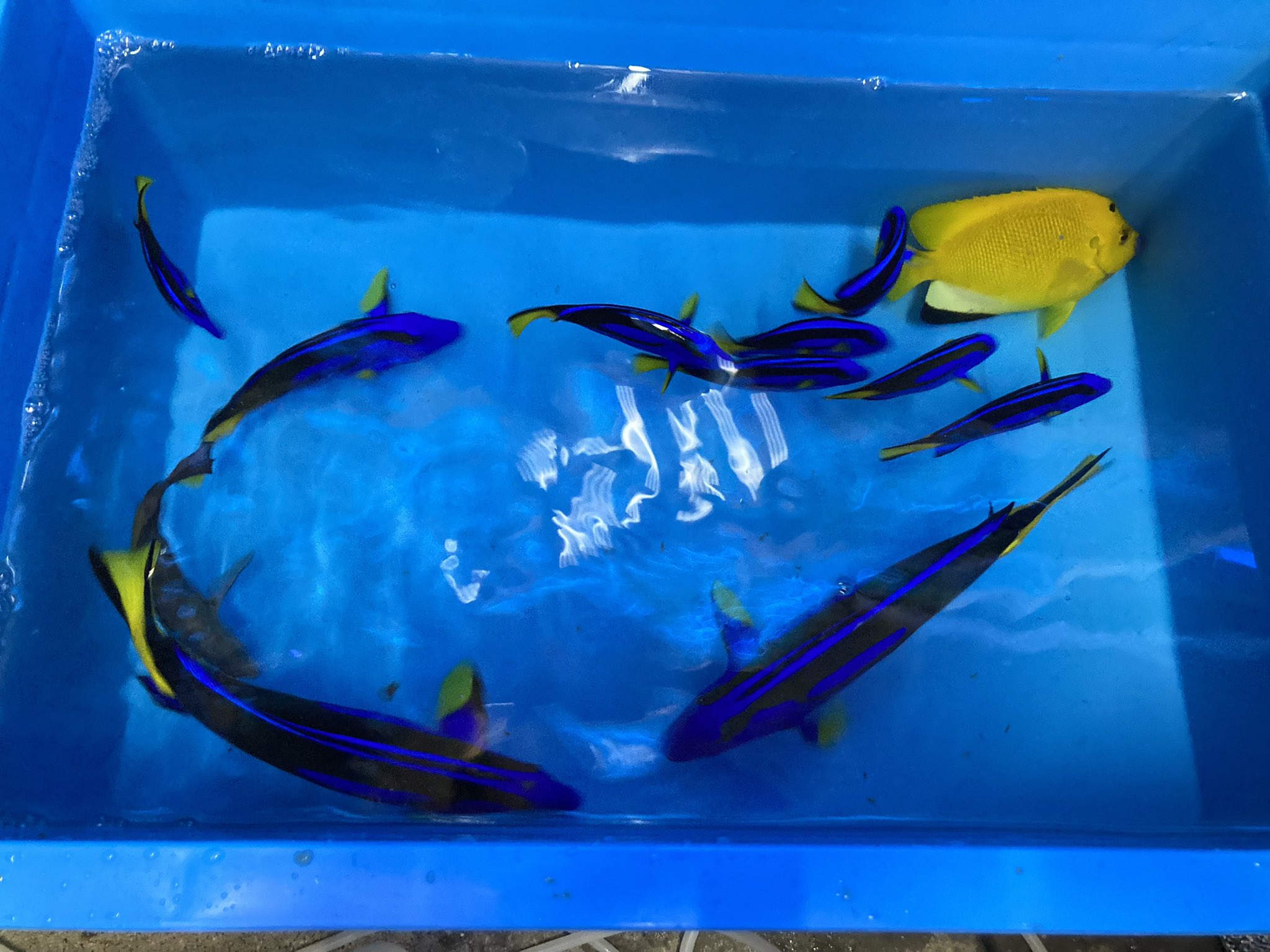 宮古海水魚 ナンヨウハギとサラサゴンベ T Co Pmgu4m7xxy Twitter