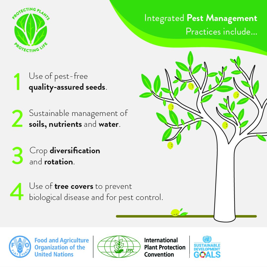 IPBES's tweet photo. Plant health is fundamental to achieving the @UN Sustainable Development Goals, particularly #SDG2  Zero Hunger.

But how can we keep plants healthy?🤔

Learn about the integrated pest🐛 management with @FAO👇 https://t.co/00aifzlozx