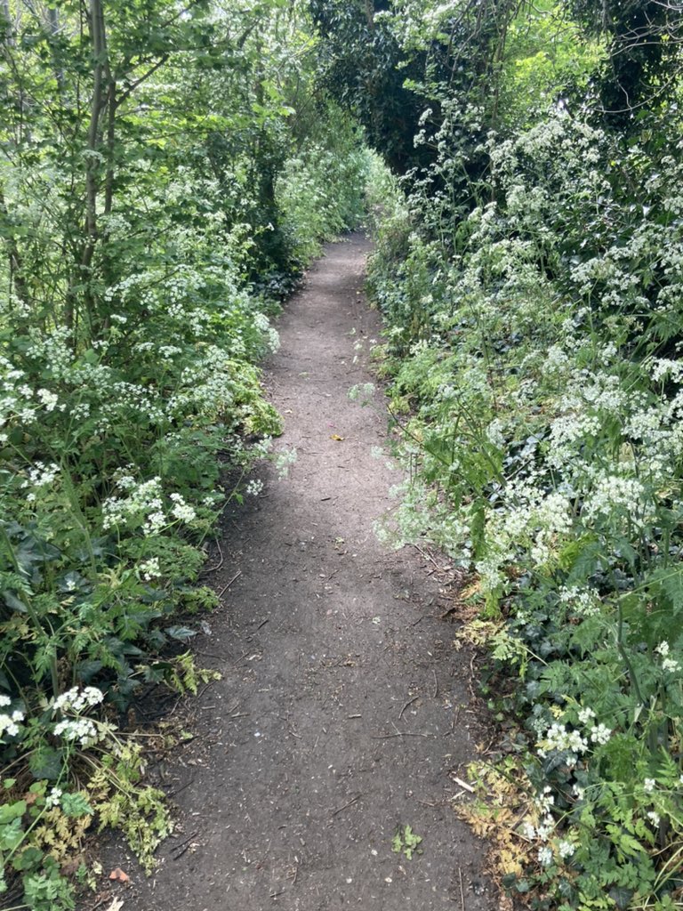 WCWCatford's tweet photo. It’s #MentalHealthAwarenessWeek so we will be posting a #nature picture every day this week. This is the entrance to the wilderness with the wonderful #cowparsley #connectwithnature #pathwaystonature #beauty https://t.co/fT6rd8Xfbo