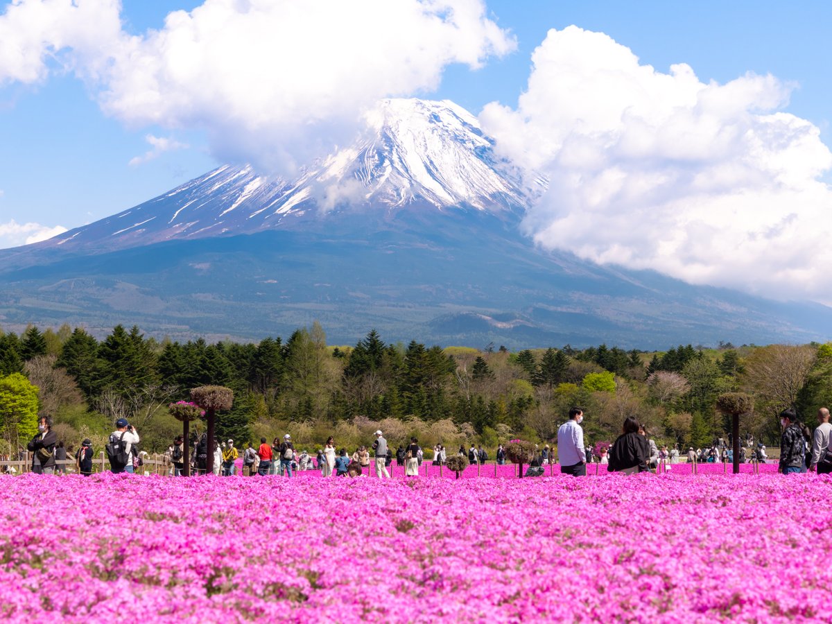 富士芝桜