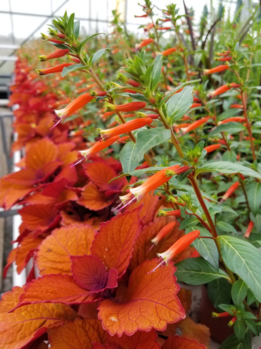 ThielsGH's tweet photo. Next time come see us! @ShayeGanam @630CHED We're in Bruderheim. A locally owned family greenhouse specializing in unique #containergardens and pollinator friendly plants. We have fresh produce! #yeggreenhouse #albertagrown #thielsgreenhouses #nakedgreensAB https://t.co/wEKPK1jkOI
