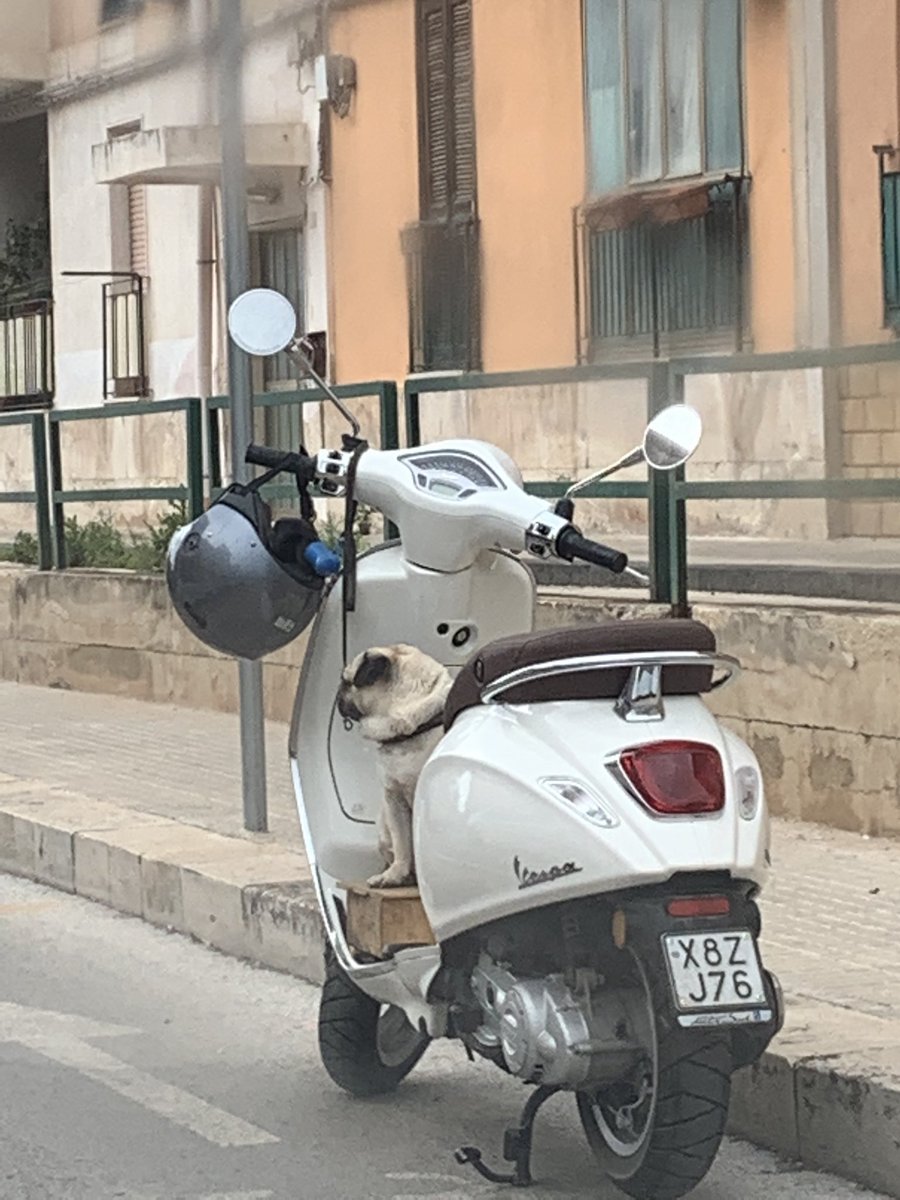 Penna0002's tweet photo. La mia vita potrebbe essere paragonata a quella di questo carlino: abbandonato a me stesso in divieto di sosta, con evidenti problemi respiratori e sotto la pioggia https://t.co/VyeBIJ3ZWZ