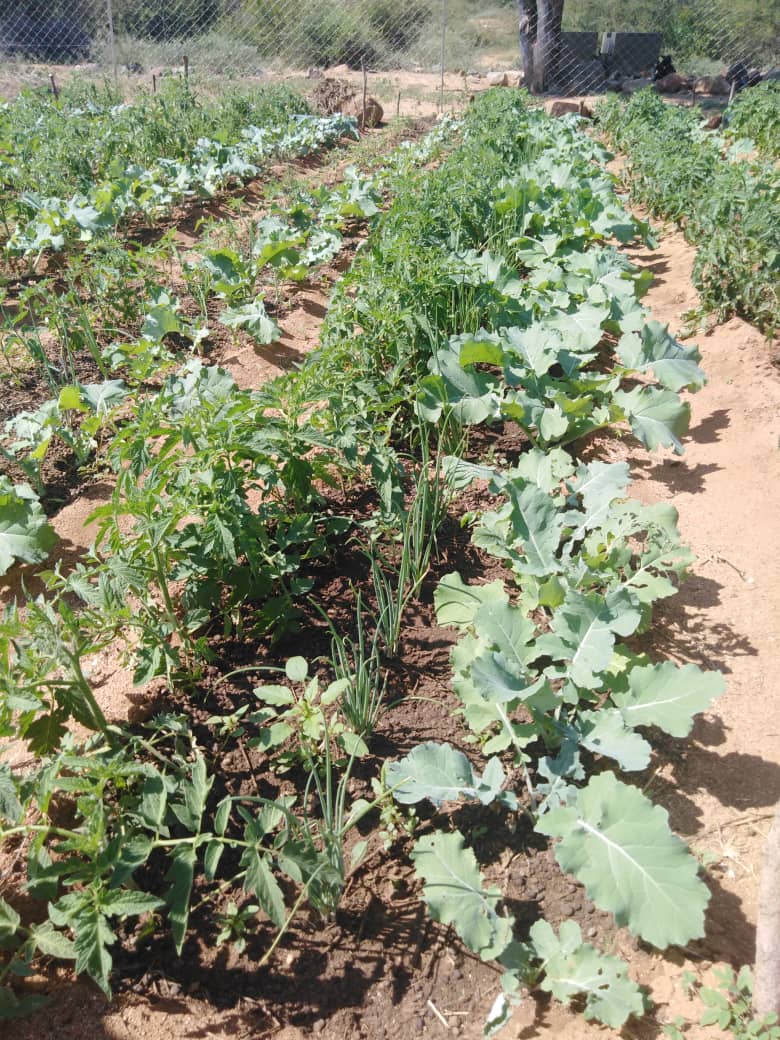faosfsafrica's tweet photo. Community &amp; nutrition gardens play an important role in enhancing food security &amp; dietary diversity. 

The gardens established by FAO under the @ZIRP_Zimbabwe project have become a source of nutrition &amp; livelihoods for most women in Cyclone Idai affected areas. https://t.co/C55n0Lbalw