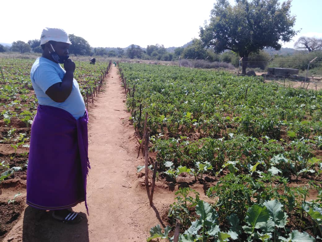 faosfsafrica's tweet photo. Community &amp; nutrition gardens play an important role in enhancing food security &amp; dietary diversity. 

The gardens established by FAO under the @ZIRP_Zimbabwe project have become a source of nutrition &amp; livelihoods for most women in Cyclone Idai affected areas. https://t.co/C55n0Lbalw