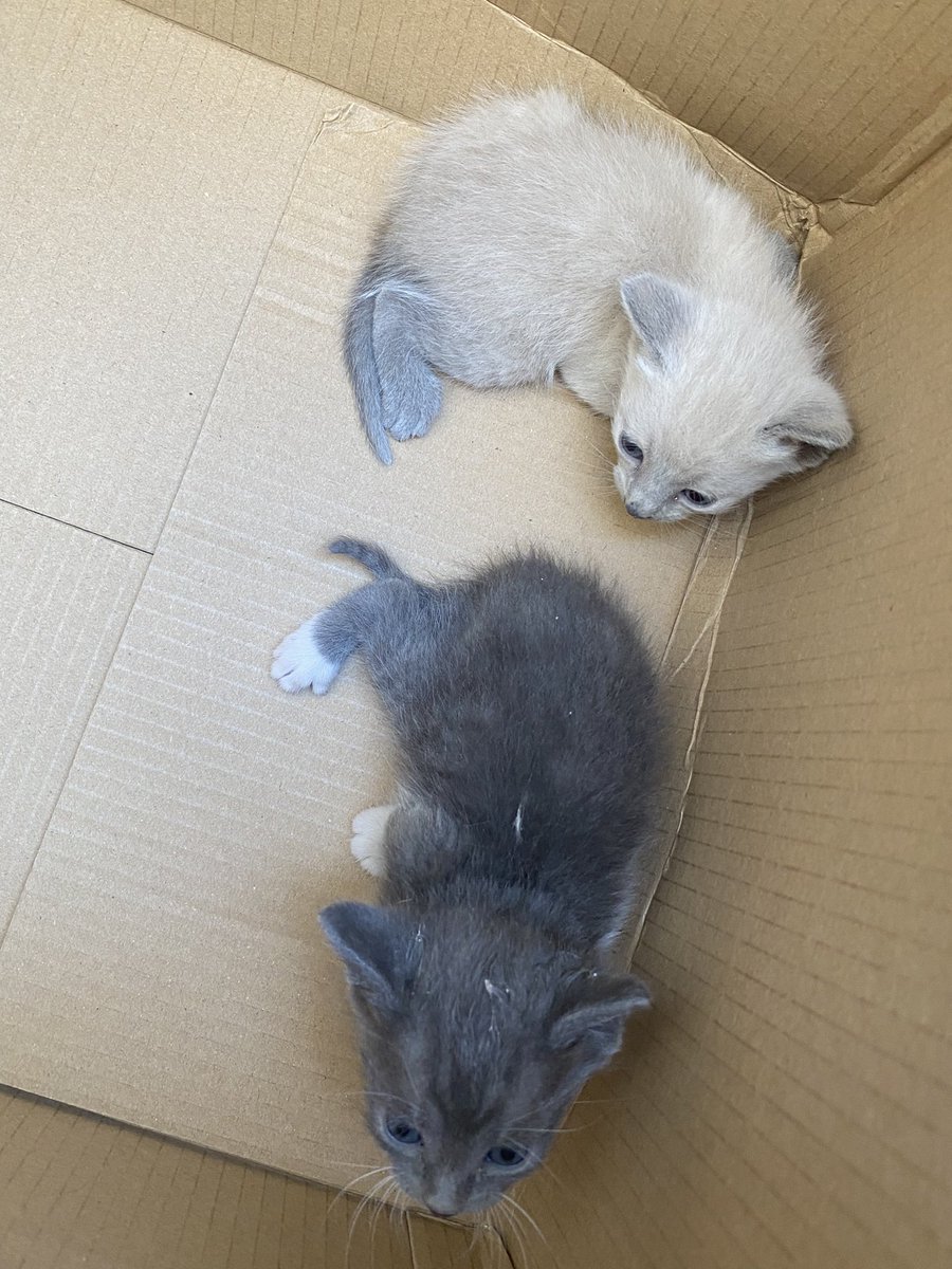 Acabo de encontrarme estos dos gatitos en la calle. Necesitan un hogar 🥺 Ayudadme a compartir, por favor 🙏🏻