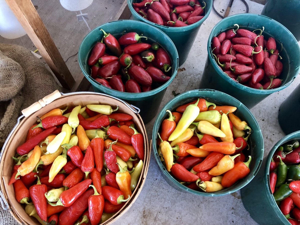 NearAndFarAZ's tweet photo. When it comes to #spicy, I've got to go with chiles, tacos & salsa from the #southwest!🌶️ #Top4Theme #Top4Spicy
@perthtravelers @Giselleinmotion @CharlesMcCool Guest: @LiveaMemory
- #HatchNM
- @FISHGAUCHO #PasoRoblesCA
- Charro Steak & Del Rey #TucsonAZ
- Mamacita's #ElPasoTX https://t.co/WGKJ6kFd9R