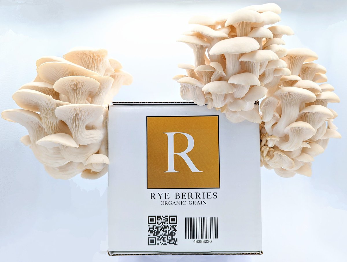 Looking for organic grains that are ready-to-go? 
Boost your mushroom cultivation with our premium rye and oat grains.
Fully sterilized and hydrated! 
myterralabs.com

#fungi #mushroomtwitter