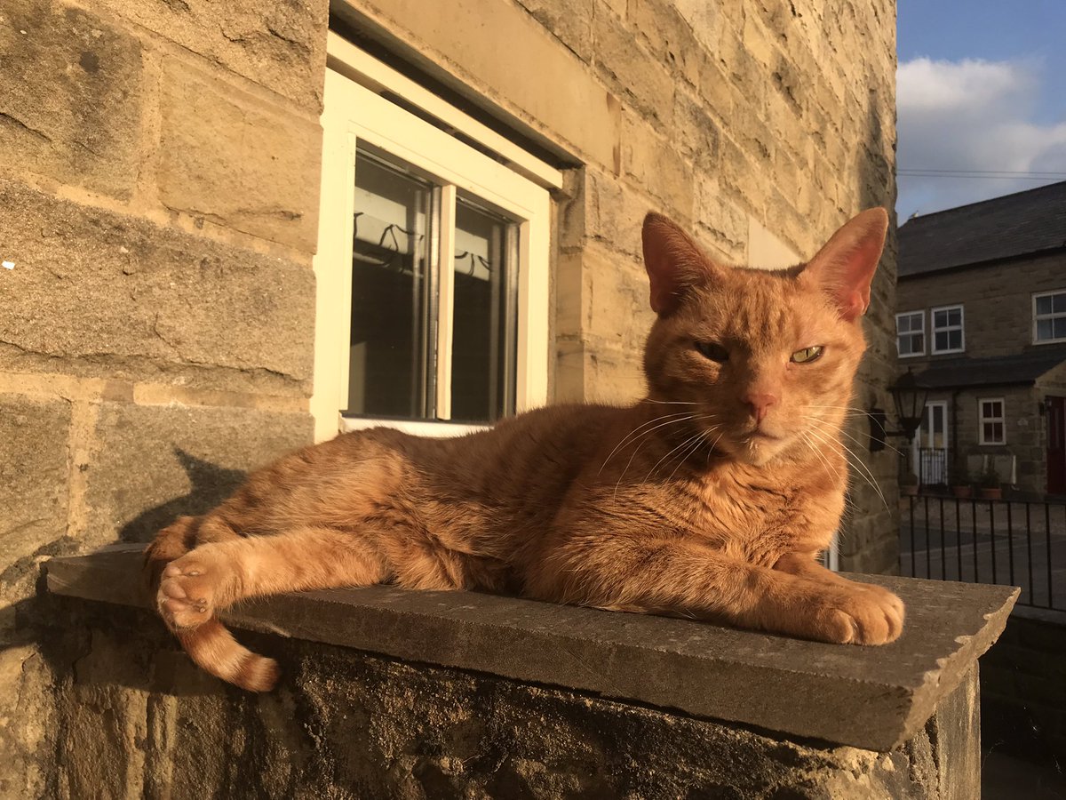 FludeMark's tweet photo. Hugo enjoying the evening sunshine😎@SusanCalman https://t.co/TJmXBJrA2w