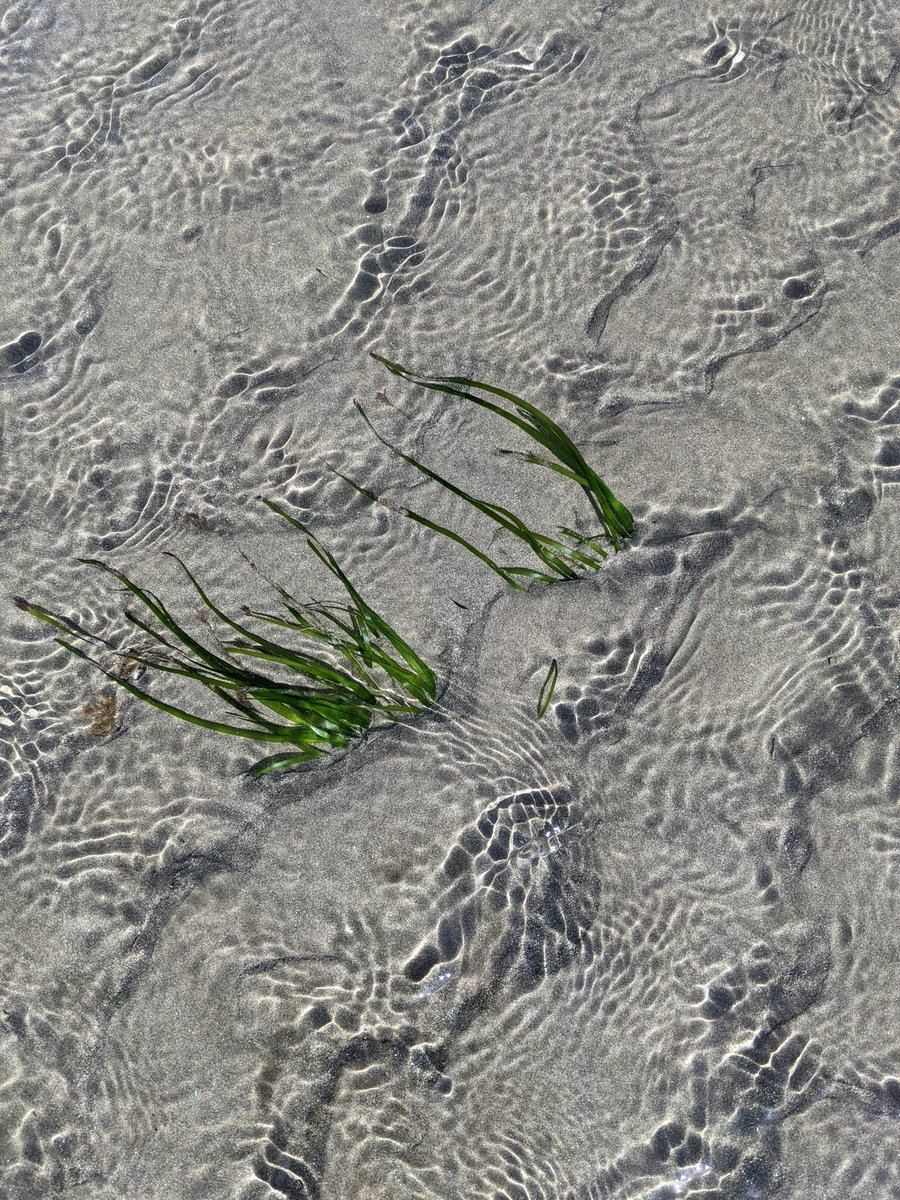 hannahcmuir's tweet photo. First #BlueCarbon #fieldwork complete last week for my PhD @NOCnews @SwanseaUni with amazing project partners @Rowan_Henthorn @JaxKeenan @iomdefa 😄🌊 who knew 'work' could be so fun! https://t.co/lvbwSnbiBQ