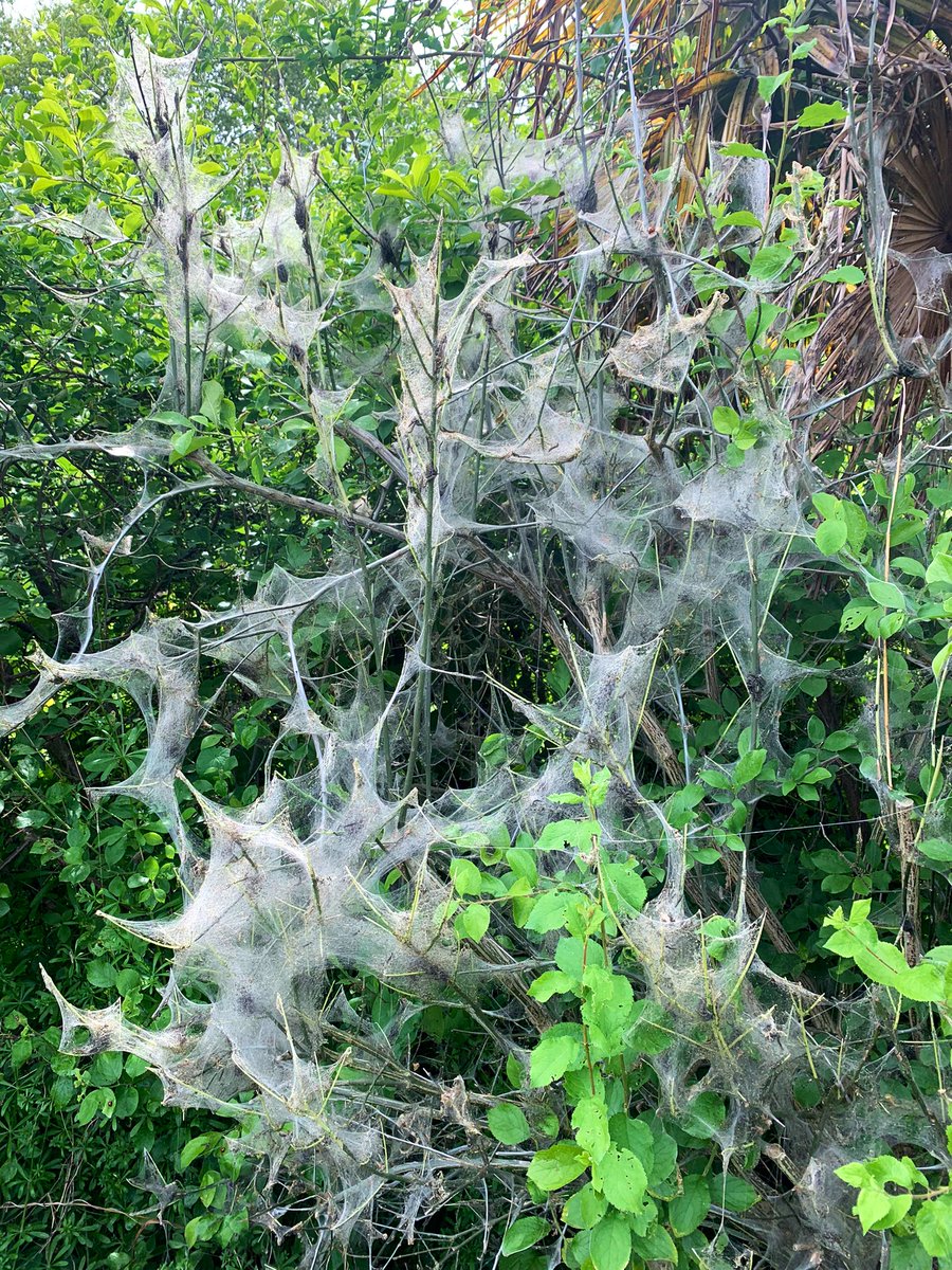 ProfTomEllis's tweet photo. Caterpillars going wild for this bush in London today. A nice protein-fibre based decoration to make things look seasonal. Perhaps it’s caterpillar Christmas tomorrow https://t.co/QxgipXI0eS