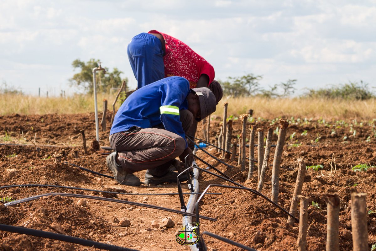 HOCICZW's tweet photo. The installation of a drip system in our gardens ensures there's ease on the already labour constrained communities.
Today at our #Zimbili garden in #Umzingwane District we took the opportunity to lessen the burden from our garden members.
#FSLP
#HOCICzw https://t.co/ta3jDdLLIA