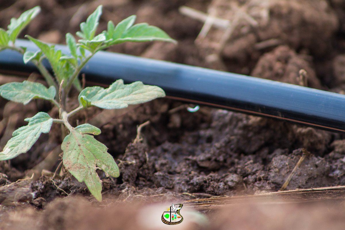 HOCICZW's tweet photo. The installation of a drip system in our gardens ensures there's ease on the already labour constrained communities.
Today at our #Zimbili garden in #Umzingwane District we took the opportunity to lessen the burden from our garden members.
#FSLP
#HOCICzw https://t.co/ta3jDdLLIA