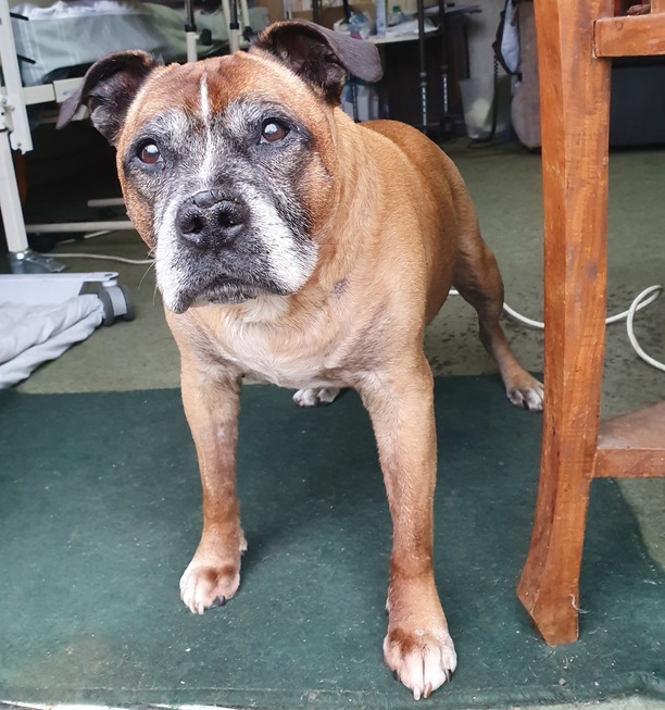 AdoptionsUk's tweet photo. Please retweet to help Rocky find a home #STOURBRIDGE #UK 

DETAILS or APPLY👇
https://t.co/W99M3RxW8p… 
#dogs #pets https://t.co/AY0PzI5odv