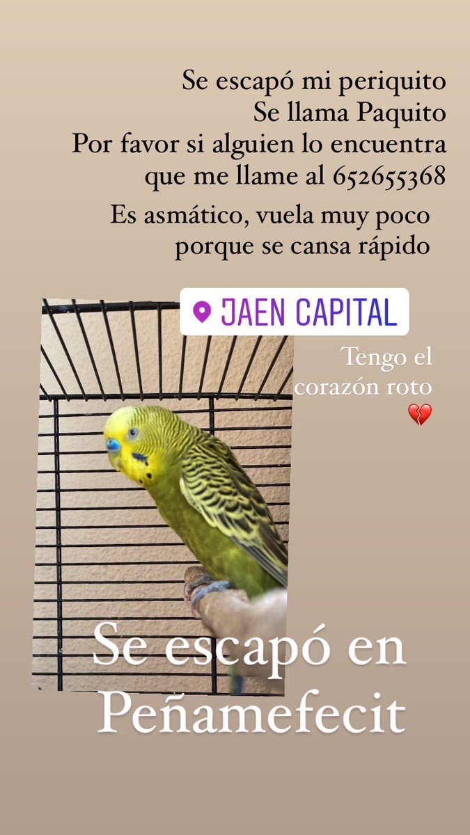 KatheAlves's tweet photo. #Jaén Se escapó mi pájaro, mi compañero de la cuarentena, mi despertador de las mañanas. Por favor si alguien lo encontra que me avise 😞 https://t.co/XS5eN0xzmB