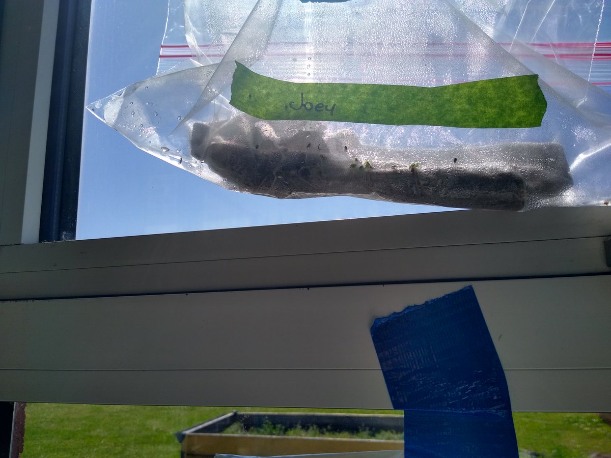 MESmith_345's tweet photo. Day 9 of our sock garden @mack_benn .... Something is growing in there!!! 🌳🪴We'll keep you posted. #MarlinsAreGOALS #mightymarlins https://t.co/U0QFD0Y75I
